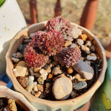 ionasan's plant