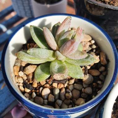 Pachyphytum 'Compactum'