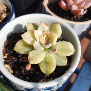 Echeveria 'Pulidonis' Variegata