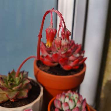 Echeveria 'Agavoides Ebony Zaragozae Hybrid'