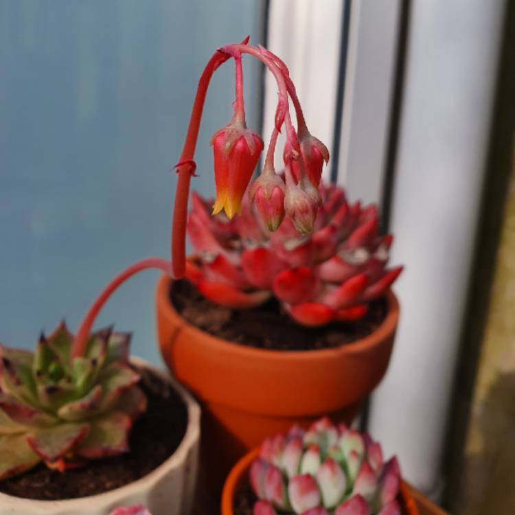 plant image 1567620 plant image 1567620