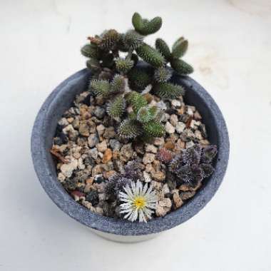 Pickle Plant