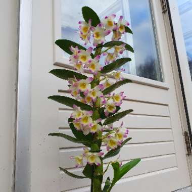 Dendrobium 'Bright Eye'
