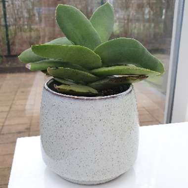 Crassula 'Propeller Plant'