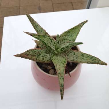 Aloe 'Pink Blush'