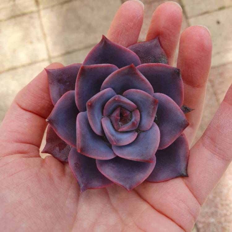 plant image 1656909 plant image 1656909