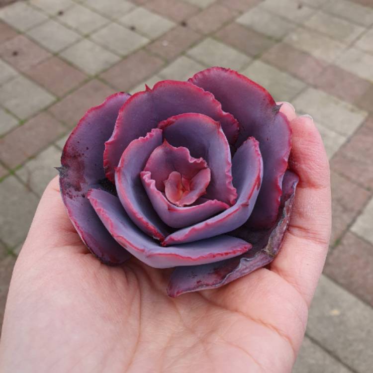 plant image 1656917 plant image 1656917