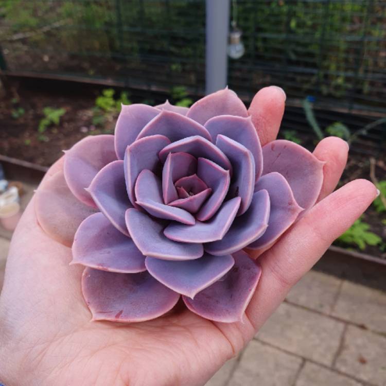 plant image 1656918 plant image 1656918