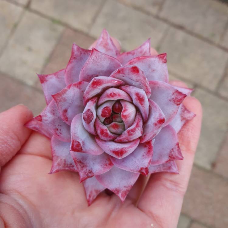 plant image 1656923 plant image 1656923