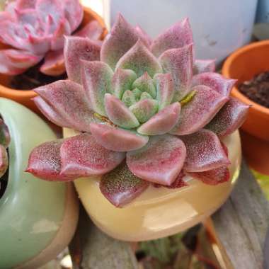 Echeveria