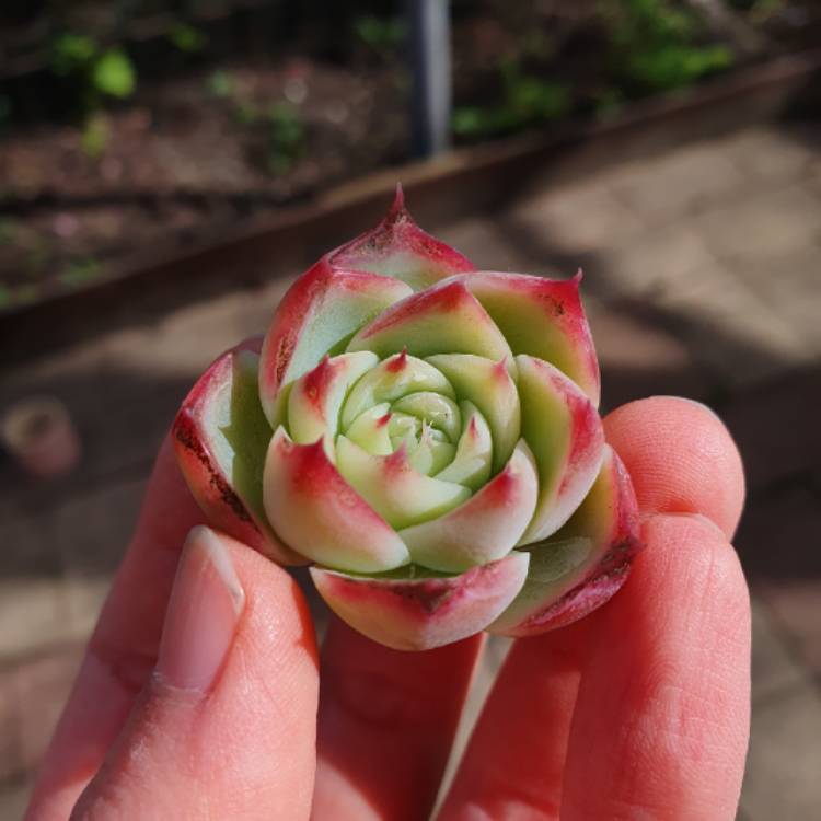 plant image 1656932 plant image 1656932
