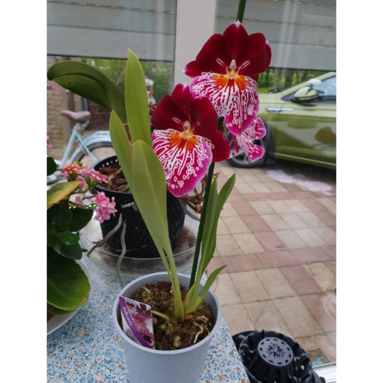 plant image 1658664