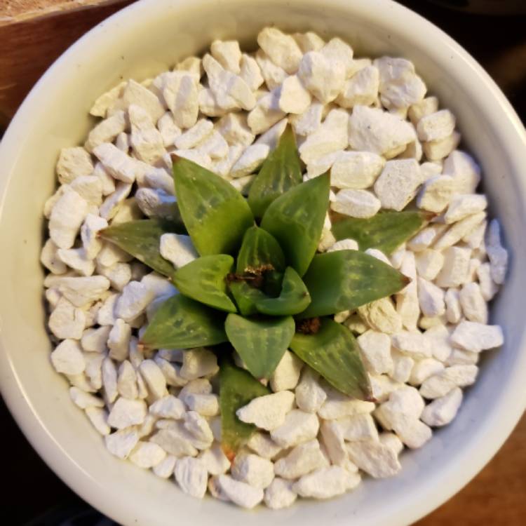 plant image 909947