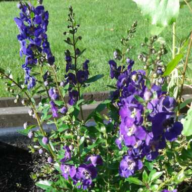 Nora's garden