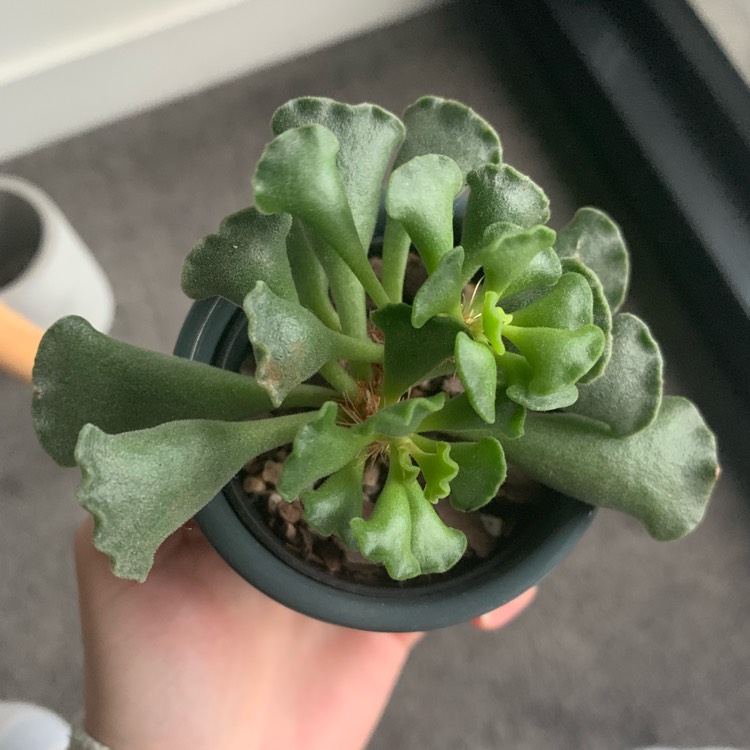 plant image 1103257