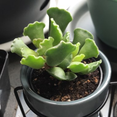 Adromischus cristatus