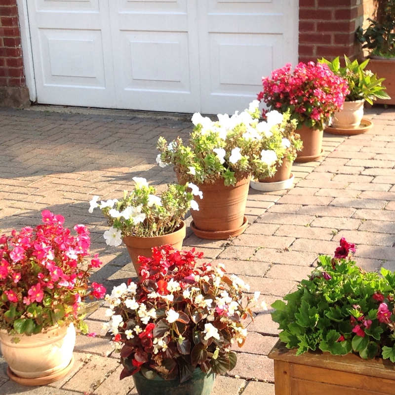 Irene's garden