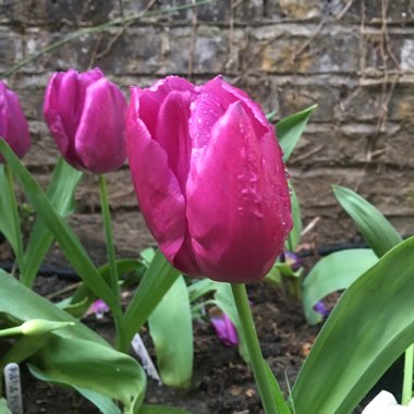 Irene's garden