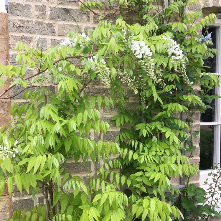 Plant image Wisteria floribunda 'Yae-kokuryu'