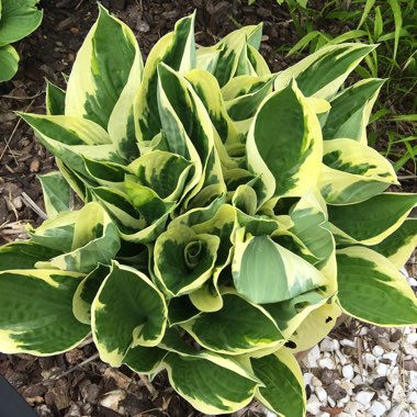Plantain Lily 'Patriot'
