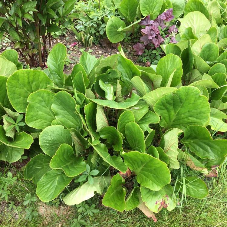 plant image 705059