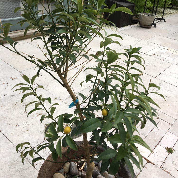 plant image 705063