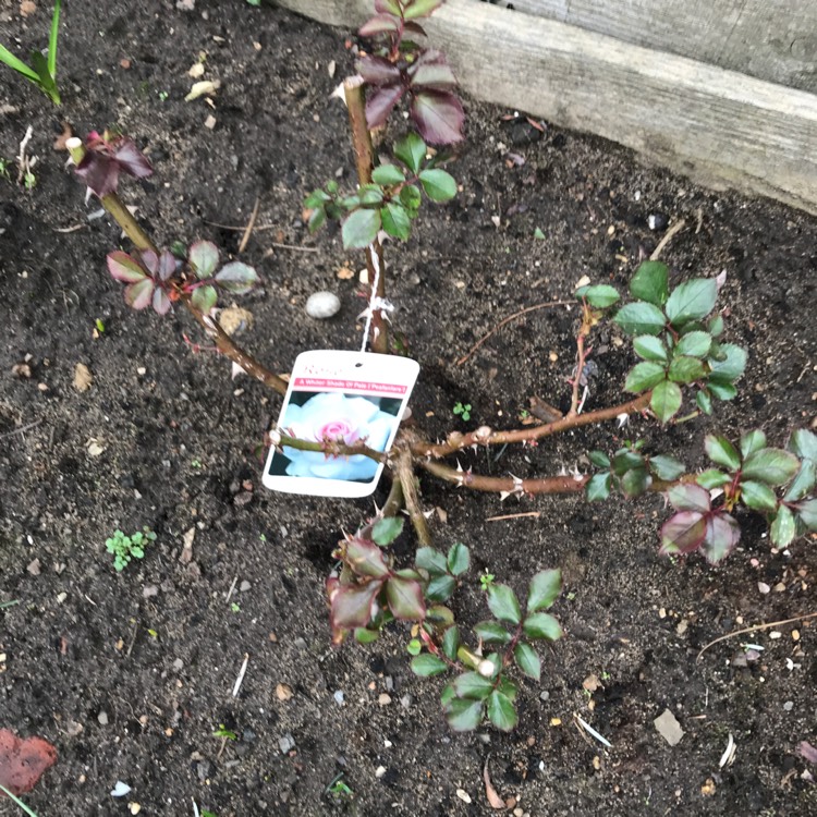 plant image 601816