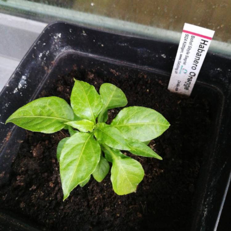 Plant image Capsicum chinense 'Habanero Orange'