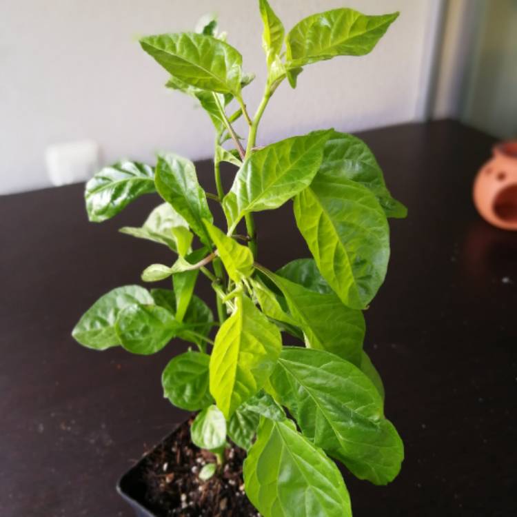 plant image 415815