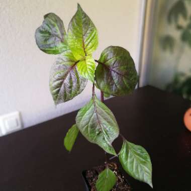 Chilli 'Pimenta da Neyde'