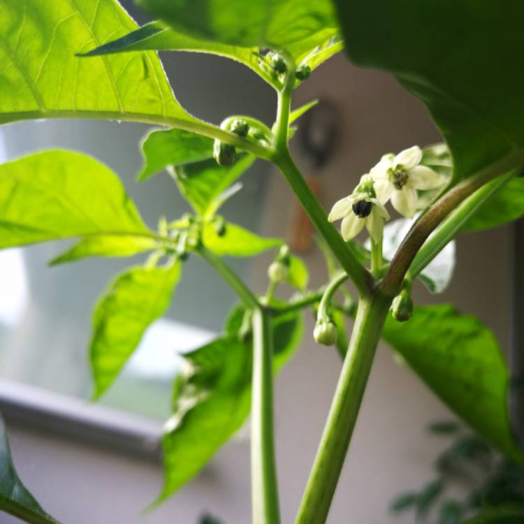 plant image 517286