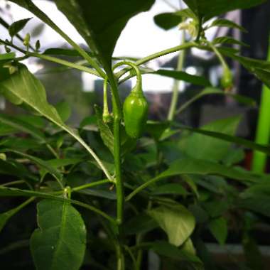 Habanero Peruvian White