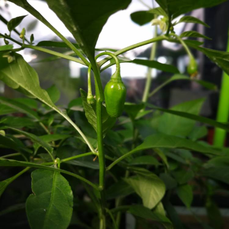 plant image 517287