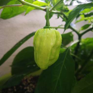 Chilli Pepper 'Caribbean Red Habanero'