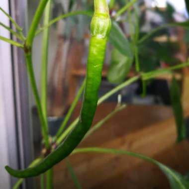 Chilli Pepper 'Joe's Long'
