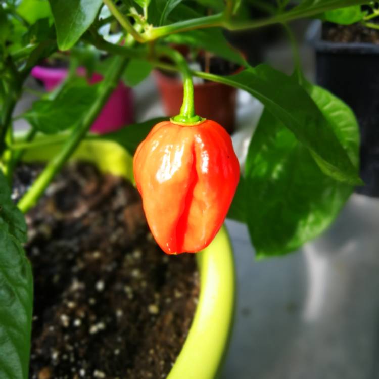 plant image 538802