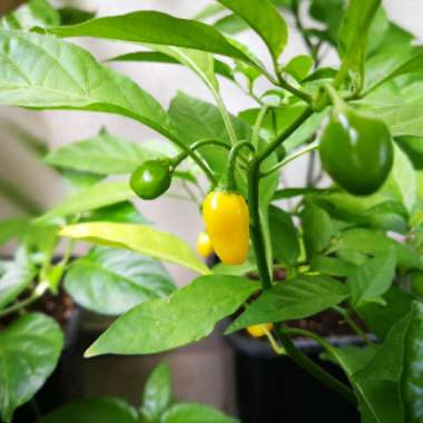 Habanero Peruvian White