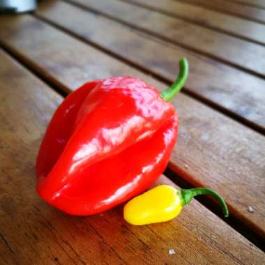 Chilli Pepper 'Caribbean Red Habanero'
