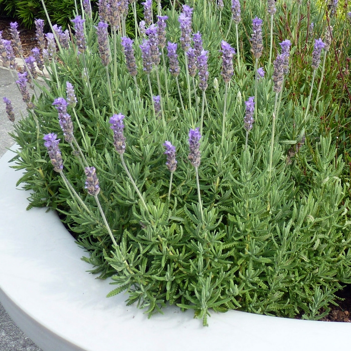 plant image 570365