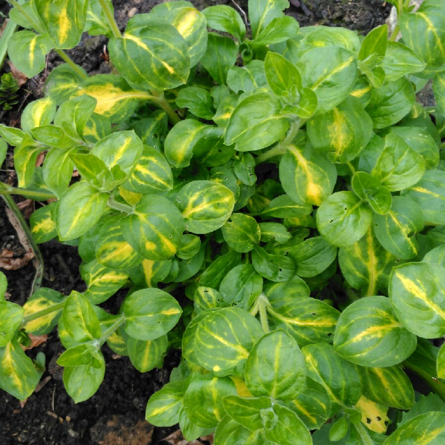 plant image 74781