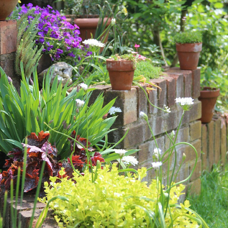 Irina's garden