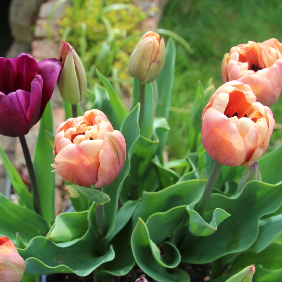 Irina's garden