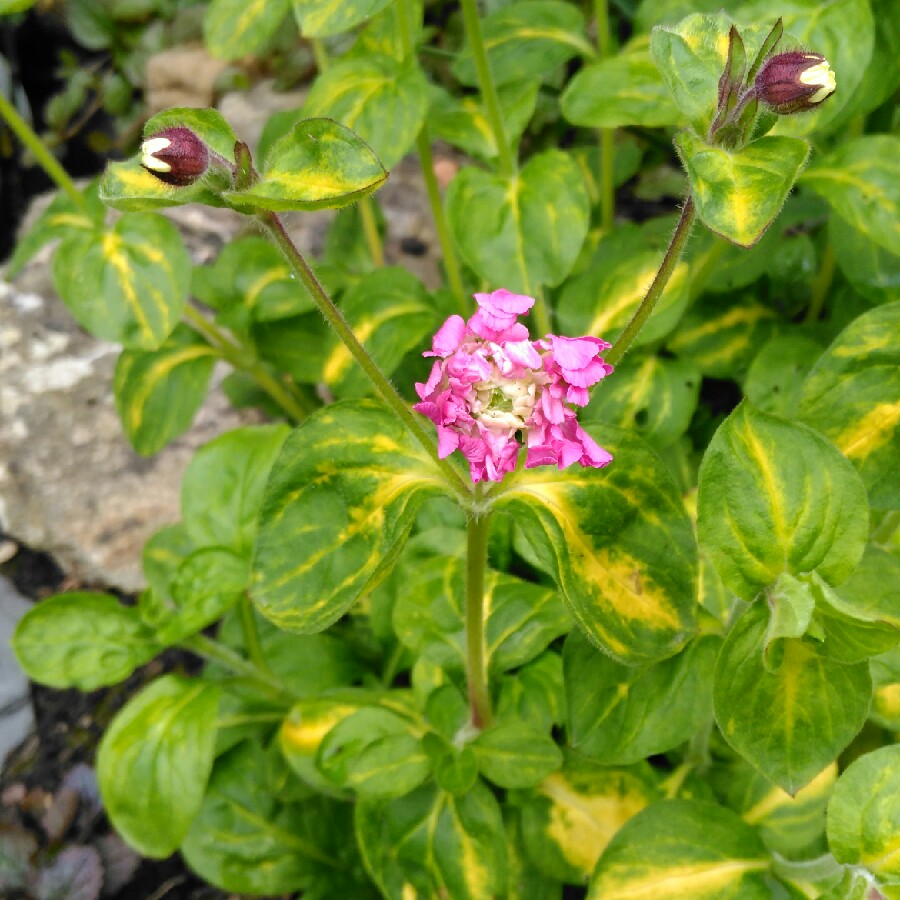 plant image 84637