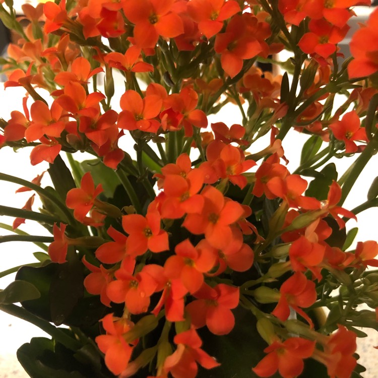 Plant image Kalanchoe blossfeldiana 'orange'