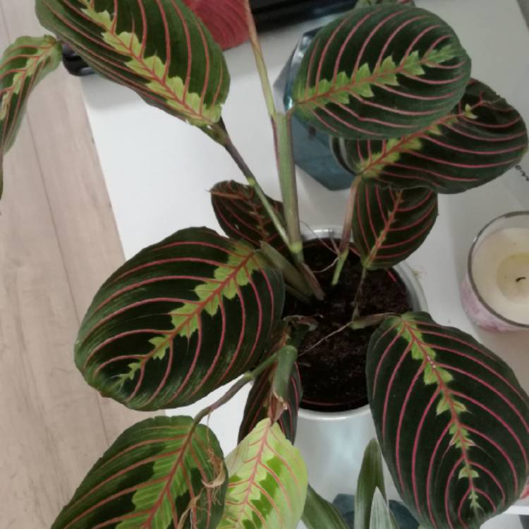 Plant image Calathea Albertii syn. Maranta albertii ; Calathea glaziovii