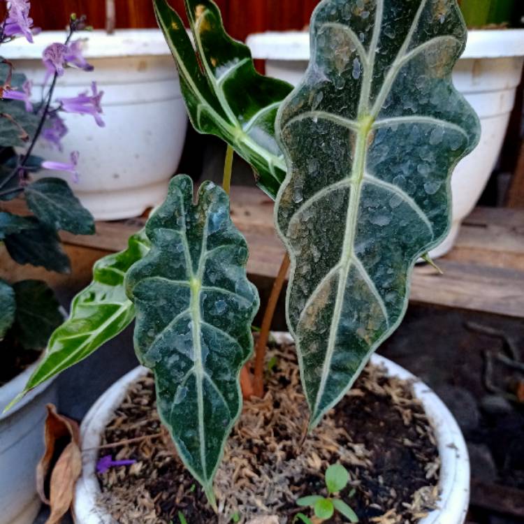 Plant image Alocasia Micholitziana