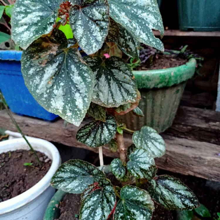 plant image 1463774