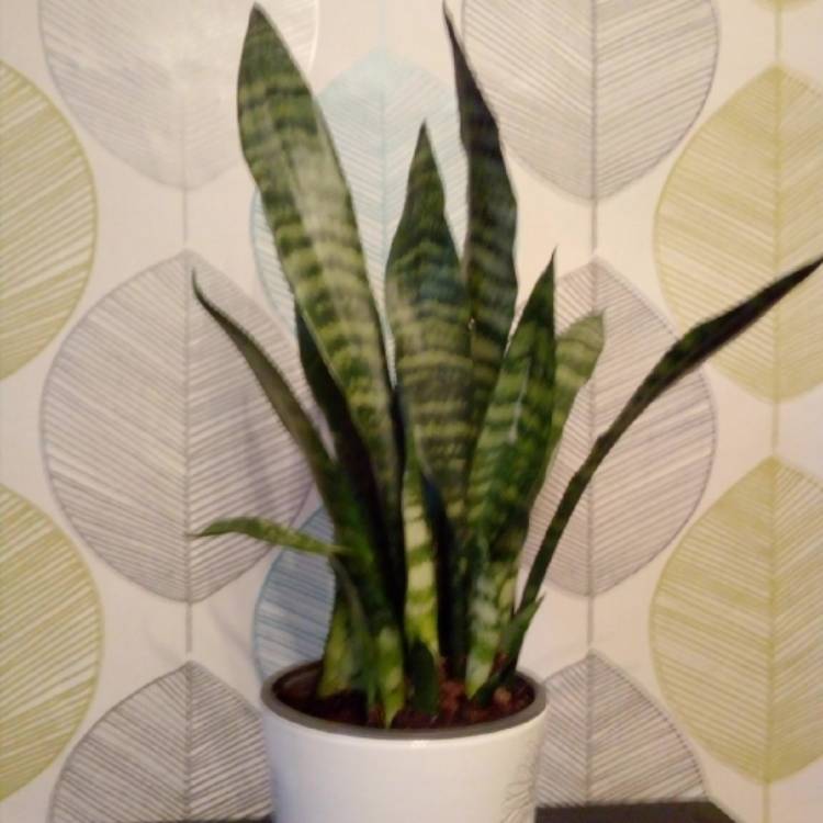 plant image 762188