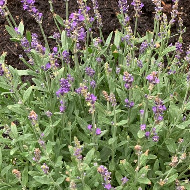 Lavender 'Lady'