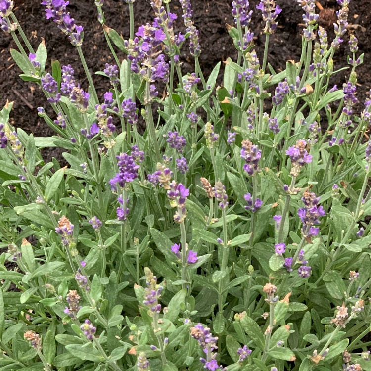 plant image 1380885
